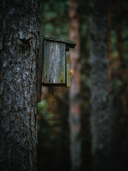 bird house on tree
