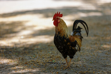 Colorful rooster in the park walks in the park close-up