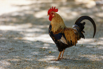 Colorful rooster in the park walks in the park close-up