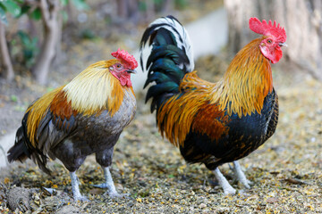 Colorful rooster in the park walks in the park close-up