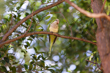 A green parrot sits on a tree branch in the park