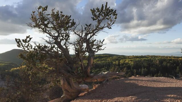 A bristlecone pine tree at the Twisted forest near Brian Head Utah lets it's branches sway in the wind as the setting sun paints the tree and the distant pines and aspens with warm colors.