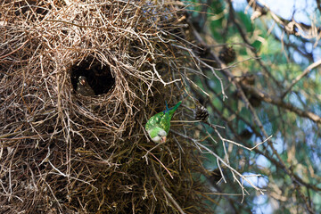 Naklejka premium Green parrots build a nest in a tree
