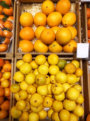 buying fruits(lemons, oranges, lime, pomelo, grapefruit)  at the market