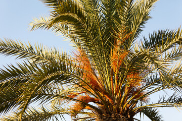 Fototapeta na wymiar Palm tree with close-up dates