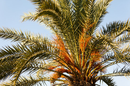 Palm tree with close-up dates