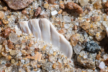 White shell buried in sant at a beach.