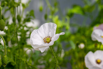 White poppy flower blooming in summer.