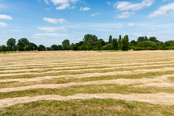 Nature stripes texture background of furrows in a wheat field after grain harvest.