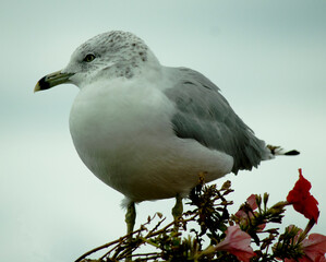 black headed gull