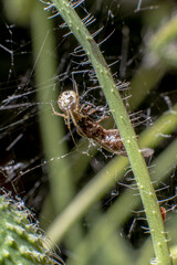 Small spider spinning its web on a flower stem attacking a trapped insect.