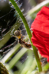 Naklejka premium Small spider spinning its web on a flower stem attacking a trapped insect.