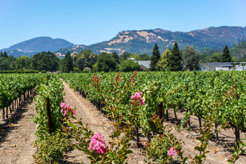 Fototapeta na wymiar Rows of grape vines await picking to produce wine in the Napa Valley area of California. 