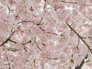 Sakura cherry blossom flower spring branch Canada Vancouver