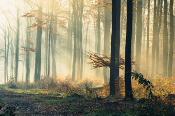 Morning sunllight in autumn beech forest.  - 549119880