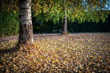 Autumn colours on a tree with follen yellow leaves.
