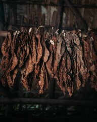 Vertical shot of tobacco leaves drying in a farm in Vinales, Cuba