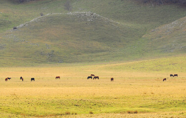 Fototapeta na wymiar linea di cavalli liberi e selvaggi all'orizzonte nel vasto panorama