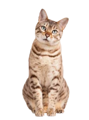 Foto op Plexiglas Cute Bengal kitten looks pensively at camera © steheap