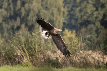 White-tailed eagle of prey Haliaaetus albicilla in the sun, a large bird of prey in the air