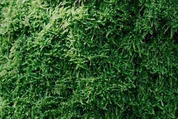 green mossy rug