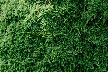 Foto op Plexiglas green mossy rug © Piotr Szpakowski