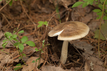 Amanita mushroom with dried leaves and pine needles on the ground in the forest. Amanita fungus in the woods.