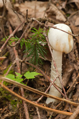 Amanita mushroom with dried leaves and pine needles on the ground in the forest. Amanita fungus in the woods.