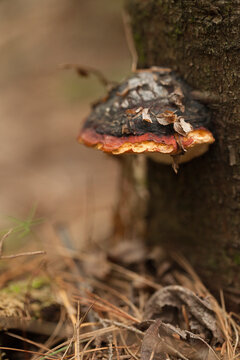 Shaggy Bracket Inonotus hispidus fungus on tree bark against a blurred background. Wild mushroom on a tree with dried leaves and pine needles on a blurry background.