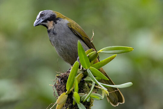 Beautiful Buff-throated Saltator (Saltator Maximus) Bird Perched On A Tree Branch