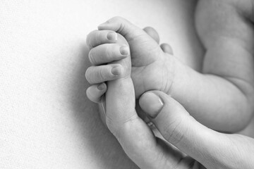 Close-up little hand of child and palm of mother and father. The newborn baby has a firm grip on the parent's finger after birth. A newborn holds on to mom's, dad's finger. Black and white photo.