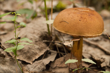 Boletus edulis porcini mushroom with dried leaves and pine needles on the ground. Wild Penny Bun mushroom in the woods.