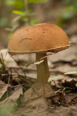 Boletus edulis porcini mushroom with dried leaves and pine needles on the ground. Wild Penny Bun mushroom in the woods.
