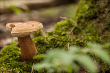 Boletus edulis porcini mushroom with dried leaves and pine needles on the ground. Wild Penny Bun mushroom in the woods.