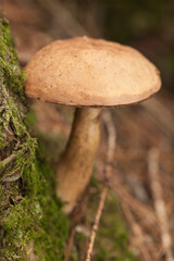 Boletus edulis porcini mushroom with dried leaves and pine needles on the ground. Wild Penny Bun mushroom in the woods.