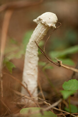 Amanita mushroom with dried leaves and pine needles on the ground in the forest. Amanita fungus in the woods.