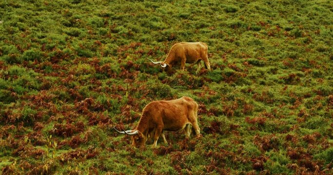 Cachena brown cows grazing in a mountain pasture in the Peneda-Geres National park, Portugal. Cachena da Peneda Cattle.