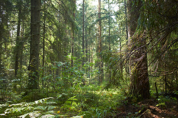 summer forest with pine and other plants