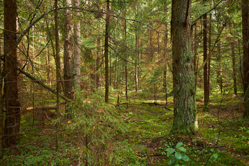 summer forest with pine and other plants