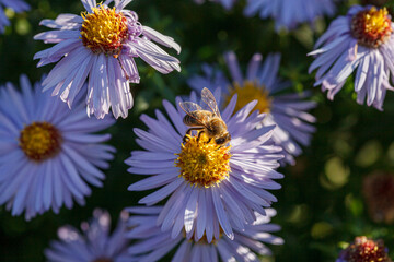 beautiful chrysanthemum flower bushes purple colors