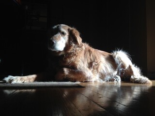 beautiful golden retriever portrait 