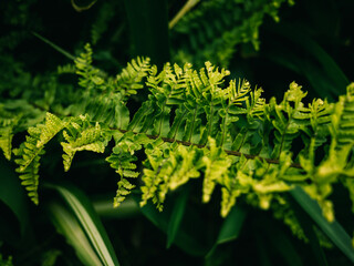 fern leaves