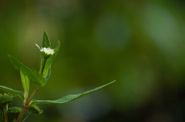 False daisy or erclipta prostrata tree on nature background.