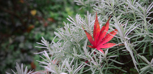 Japanese maple leaf spread over lavender