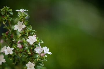 Chinese Ligustrum or ligustrum sinense flowers on nature background.