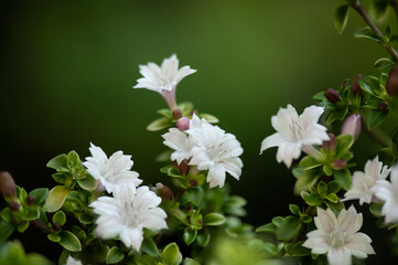 Chinese Ligustrum or ligustrum sinense flowers on nature background.