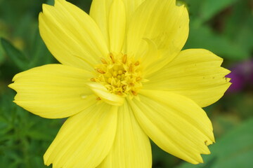 Cosmos sulphureus (sulfur cosmos) is a species of flowering plant in the sunflower family Asteraceae