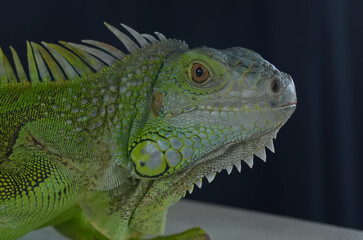 Beautiful Green Iguana with natural background on the park