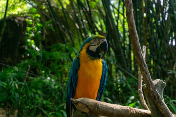 Yellow parrot perched on a branch