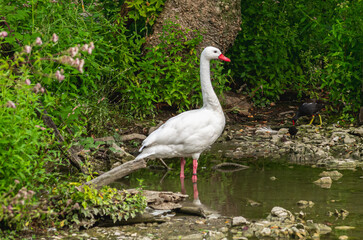 white crowned crane